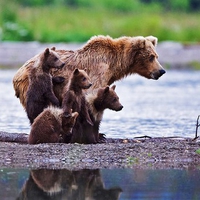 Bear family