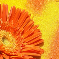 Orange Gerbera