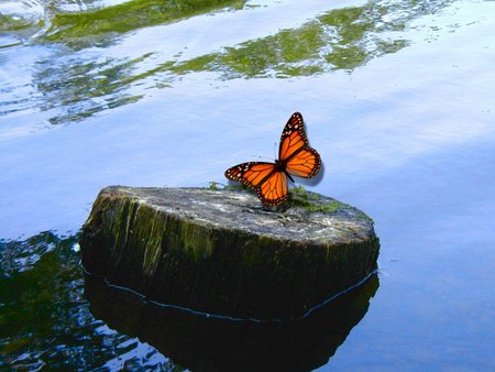 Log n Butterfly - still, butterfly, blue, water, orange, log, moss