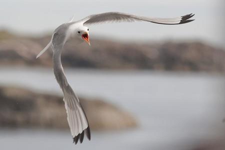 seagull - white, flying, ocean, grey, shore, seagull, bird