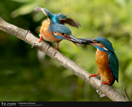 fight for meal - sitting, meal, fighting, blue, beautiful, orange, tree, birds