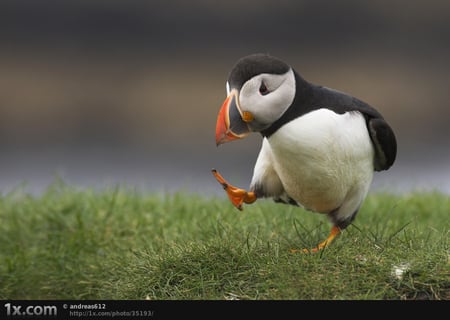 Silly walk - professor, animals, silly, black, bird, nature, white, pretty, walk, beautiful, cute, birds