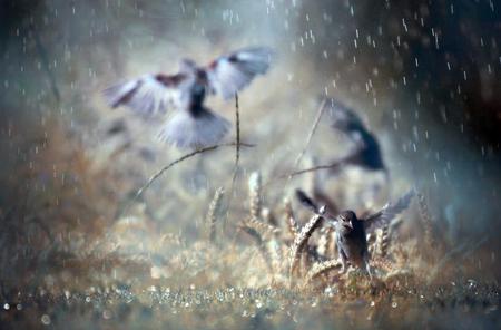 Dancing in rain - scene, birds, rain, beautiful