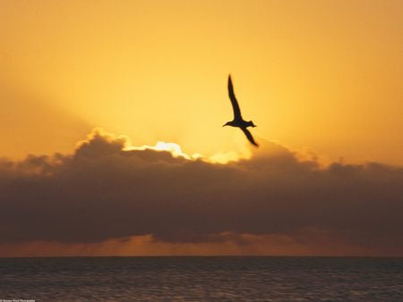 flying - bird, sunset, summer, relaxing, seagull, dreaming, ocean, peaceful