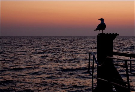 watching the sunset - bird, sunset, summer, relaxing, seagull, ocean, peaceful