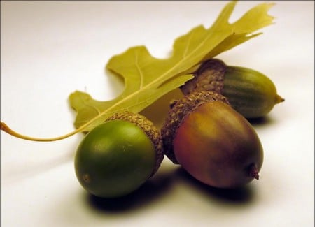 acorns - oaktree, nuts, acorns, beautiful, leaves, fall, seeds, shells, autumn, colored, fruit, acorn, leaf