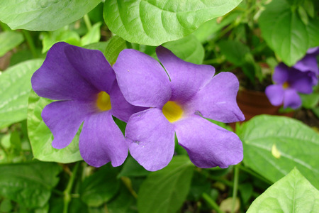 PURPLE BEAUTY - flower, purple, petals, leaves, yellow, green