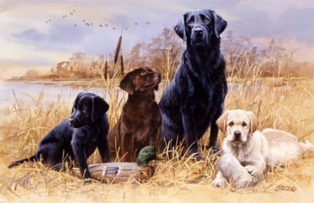 A Sitting Duck - hunting, duck, fall, dogs, marsh, obedient