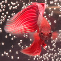 red beta fish