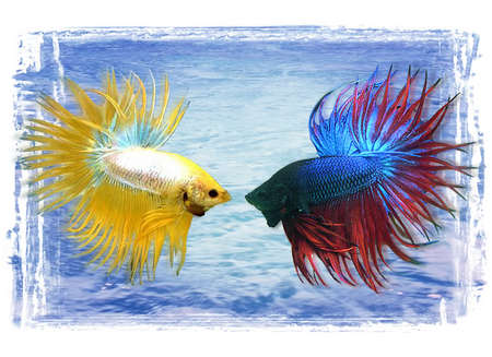 fighting beta fish - white, yellow, red, blue, fish, beta