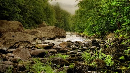 The river - stones, forest, paysage, river