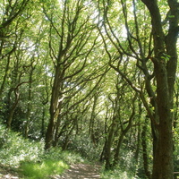 Tree Arch Walk