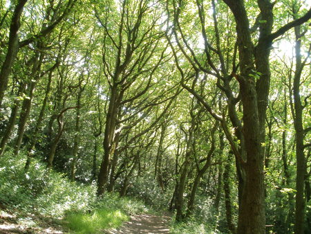 Tree Arch Walk - tree arch, trees, forest, woods