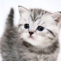 Little kitty