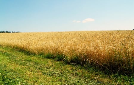 In sunny day - sunny, blue, green, grass, layers, field, day, sky