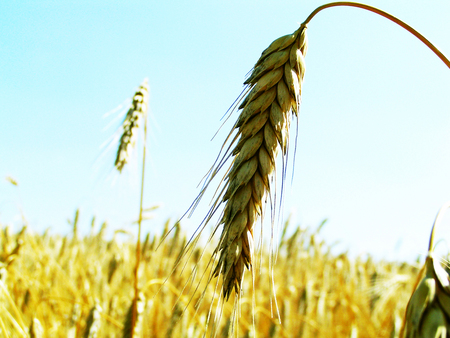 Spikelet - fields, summer, field, spikelet