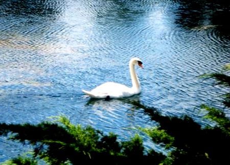 SWAN LAKE - water, swan, lake, trees