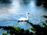 SWAN LAKE