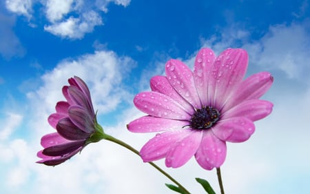 Lilac gerber - cloud, flower, petal, lilac, gerber, daisy