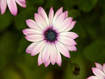 Flower and leafs