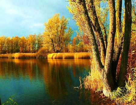 The gold of autumn - reflections, calm, lake, gold autumn trees, blue green, gold plants