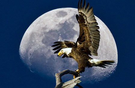 Moon hunt - landing, eagle, americas bird, full moon, branch