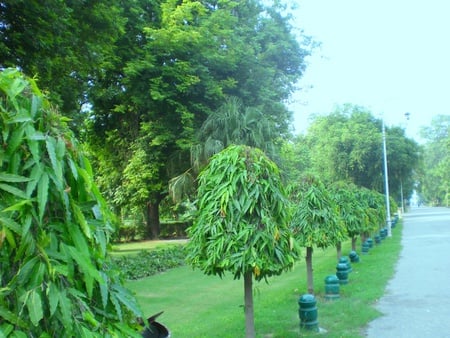 Fresh air - nature, park, flowers, fresh air