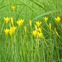 Yellow flowers