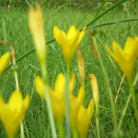 Yellow flowers