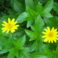 Yellow flowers