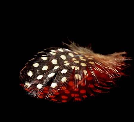 beautiful - nice, photography, points, black, bird, reflection, cool, red, beautiful, feather, photo, harmony