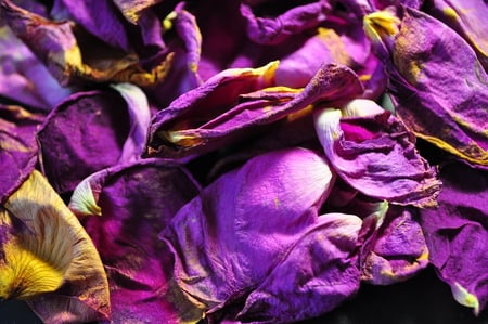 golden withering - sad, purple, rose, golden