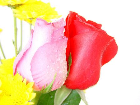 Wet Petals - roses, yellow, water drops, red, pink