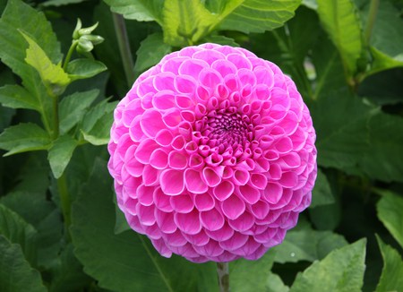 Golden Acre Leeds - nature, dahlia, flower, pink