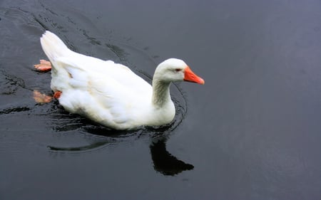 Row-Row-Row!!! - animal, hd, water, duck