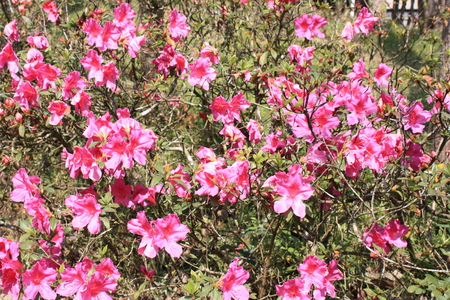 Nature - flowers, rosa, nature, flores