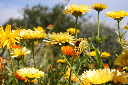 Golden Acre - marigolds, flower, yellow, summer