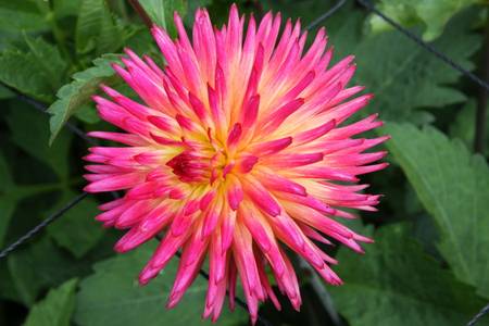 Star in yellow and pink - yellow, dahlia, pink, summer, natural