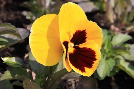 yellow - flower, yellow, nature, line