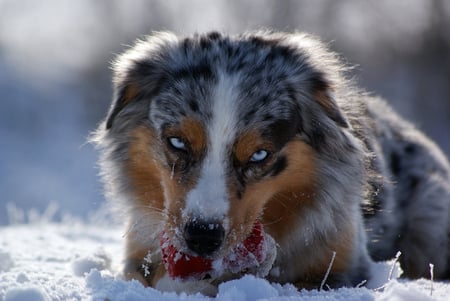 My Toys - eyes, dog, blue, collie