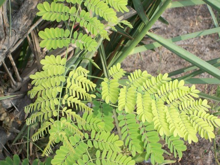 This isn't really a forest! - green, forest, plant, tree, fern