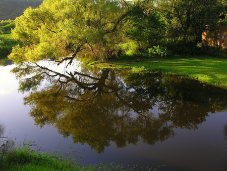 Reflections - lake, trees, water, green