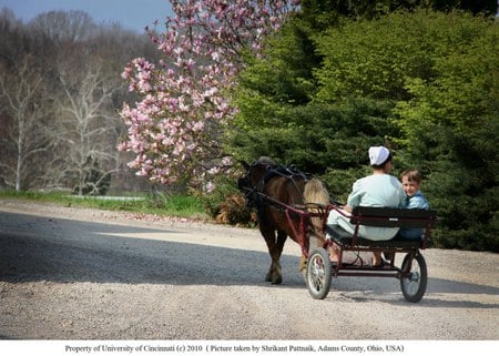 Looking Back - horse, son, country ride, buggy, mother, amish