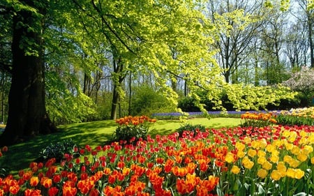 Spring in the Park - trees, serene, tulips, purple, yellow, red, beautiful, green, flowers