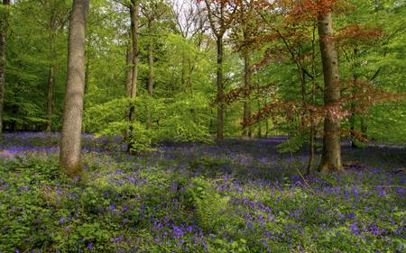 Spring forest