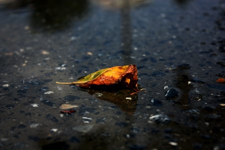 Fallen Leaf - nature, autumn, sephegu, water, tree, leaf