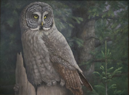 Gray Owl - quite, eyes, lone, mysterious, woods