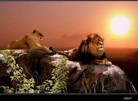 King and queen - lions, pair, male, female, sun, rock, resting, vines