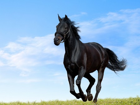 Black Beauty - magnificent, sky, running, field, black, free, clouds, blue, green, stallion