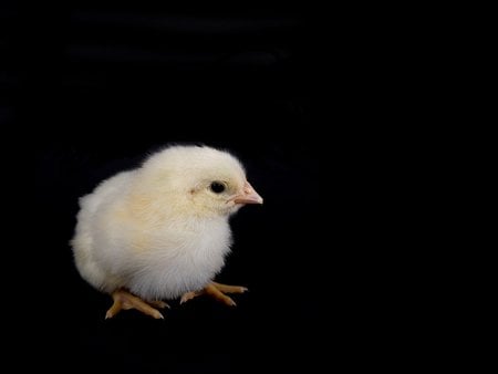 Small chick - life, animal, chick, bird